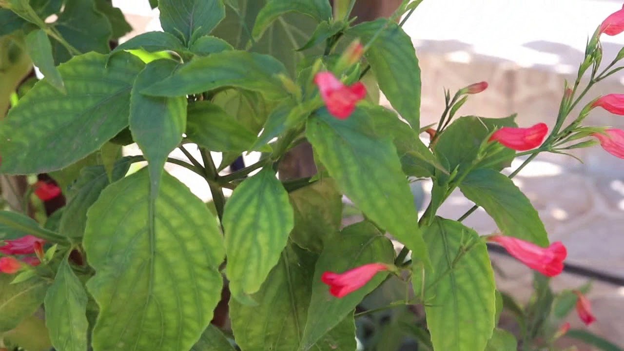 19+ Planta Ruelia Vermelha Gif