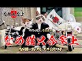 なめ猫只今参上