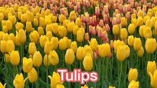 Tulips in Washington Park, Albany, New York 华盛顿公园的郁金香 May 11-12, 2024