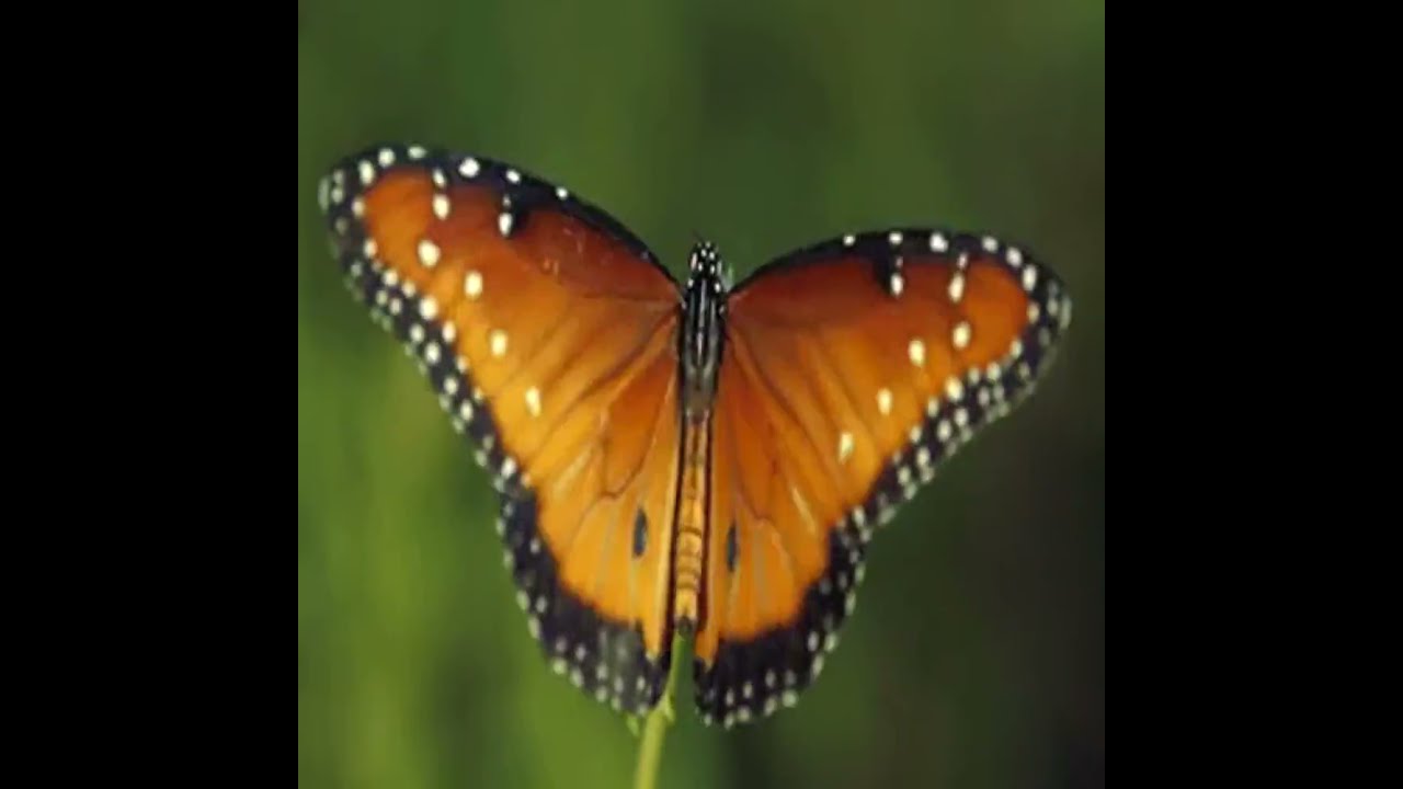 Monarch Butterfly Wings - Chilling Music to Craft, Meditate, Study and Relax