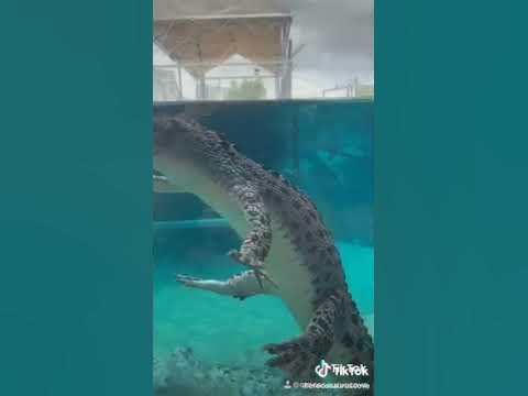 How crocodile float in water - YouTube