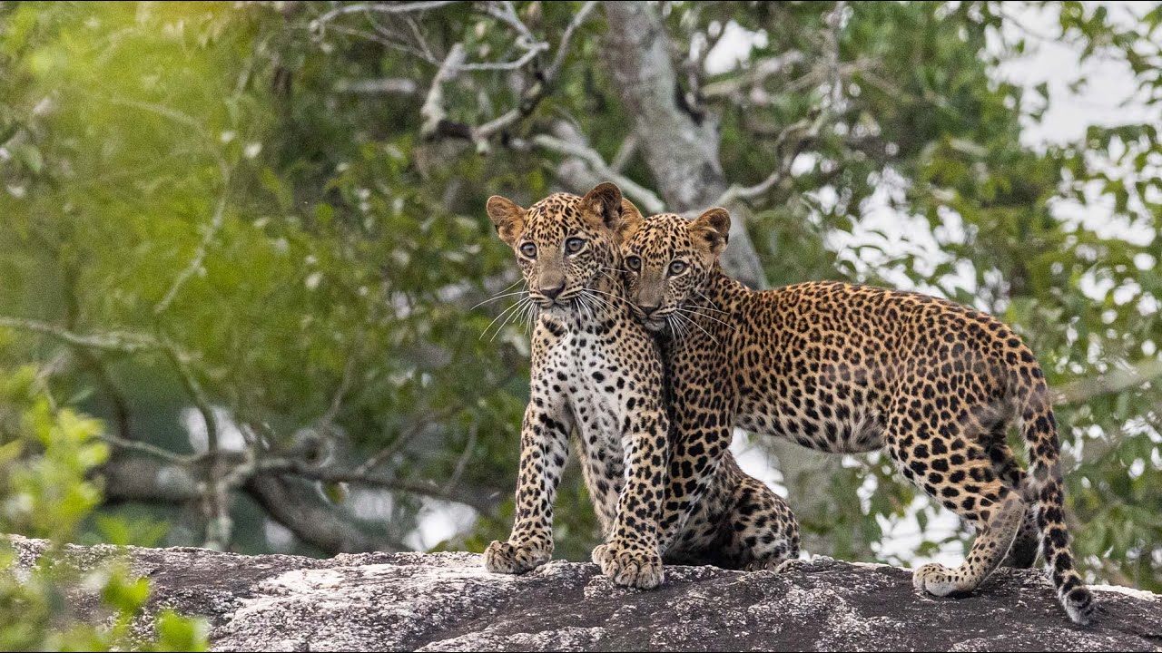 Leopard Cubs in Yala National Park, Sri Lanka