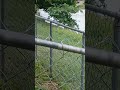 PAJARITOS EN EL LAGO❤️