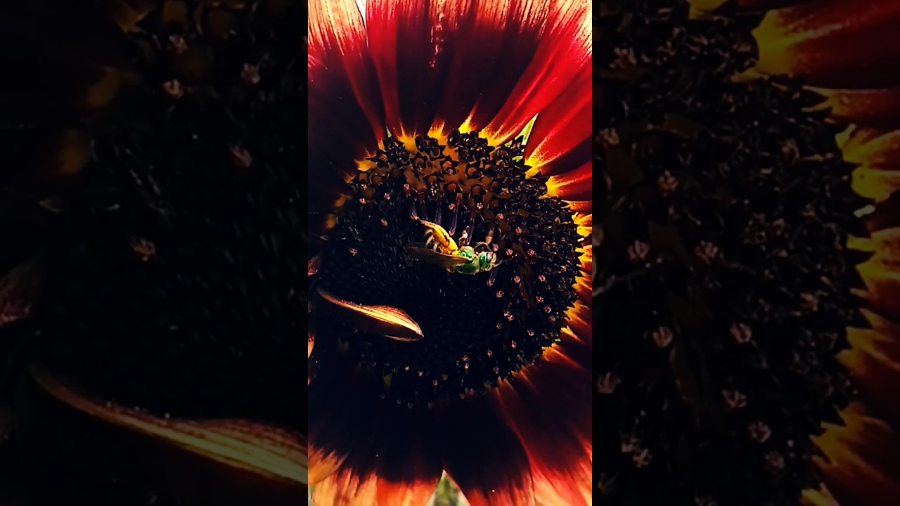 Metallic Green Sweat Bee. 