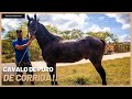 CAVALO Á VENDA DE CORRIDA PURO POR 15 MIL!!