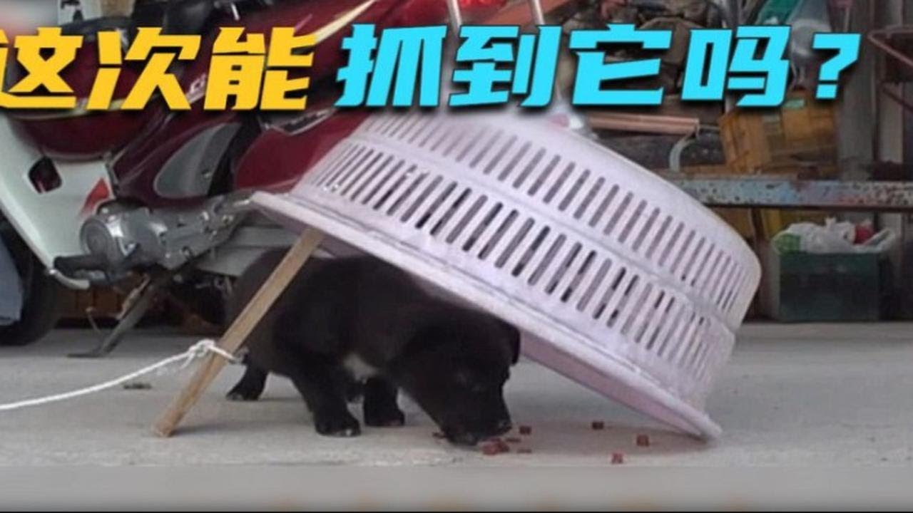 小流浪狗来家偷吃，大爷自制抓狗神器，小狗神反应太搞笑了 - YouTube