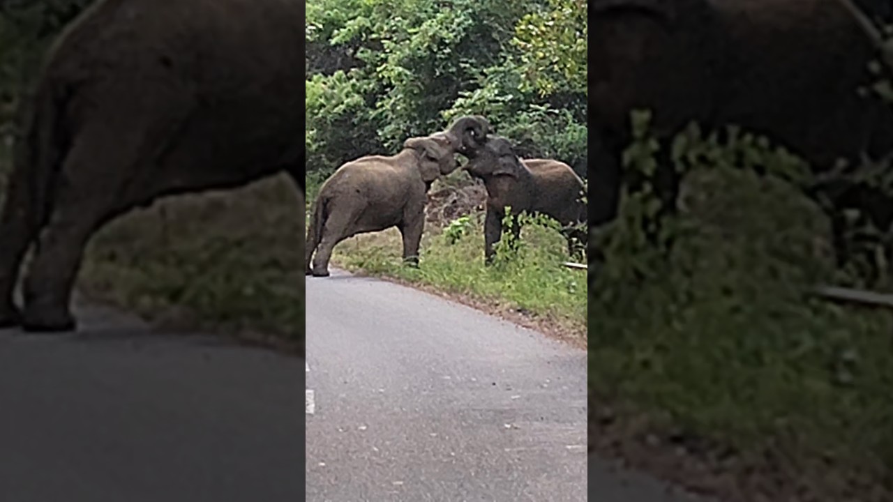 Elephant Couple❤️