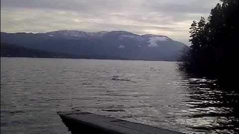 Supercub LP Brushless upgrade