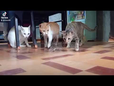 Oh No - Kreepa (Tiktok Meme)