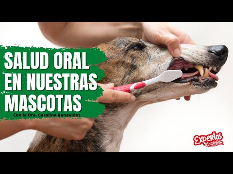 Video: Detalle Dental Para Mascotas