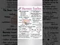 Nervous System Overview: Anatomy & Functions 🧠