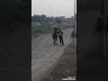 اسمر خمسه ميل من أرقى الخيول العربية الأصيلة مربط عزام