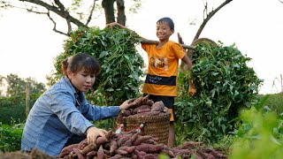 Ly \& 13 year old homeless boy harvest sweet potatoes to boil and sell | Country life