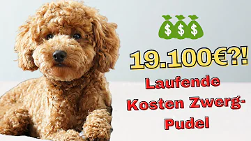 Wie viel wächst ein Hund mit 6 Monaten noch?