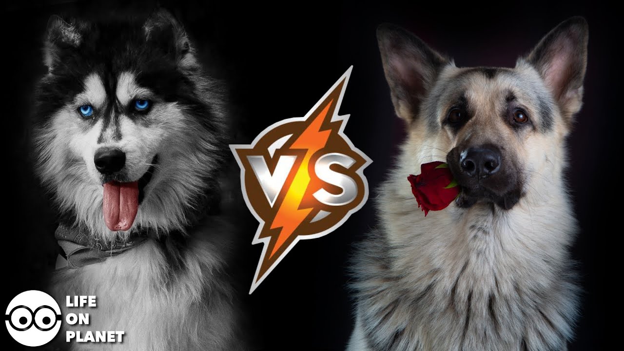 Husky Vs German Shepherd Who Would Win