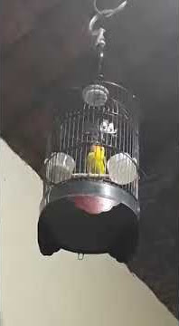 LOVE BIRD ISIAN JANGKRIK NGEKEK NGLAGU