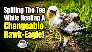 Spilling The Tea While Healing A Changeable Hawk-Eagle! ☕💨