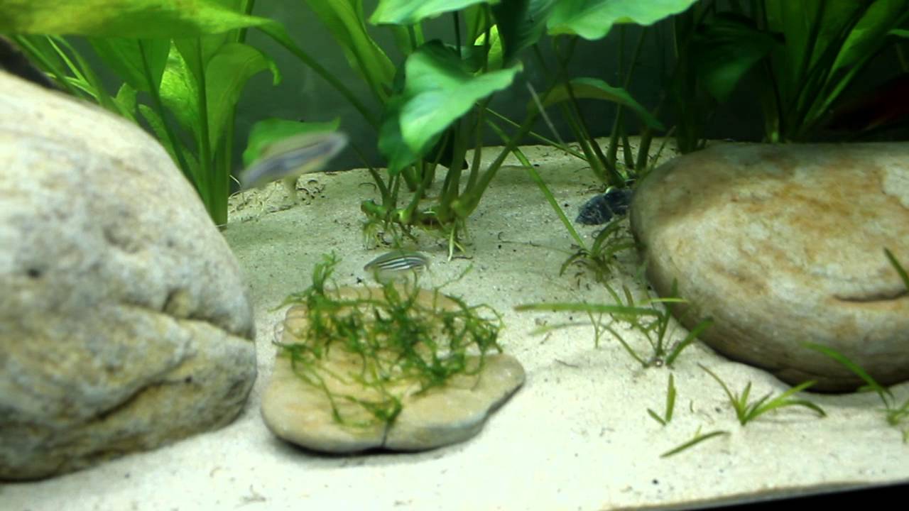 Zebra Danios eating worms YouTube