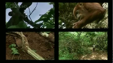 National Geographic - Strange Days on Planet Earth - Part 3 of 4 - Predator