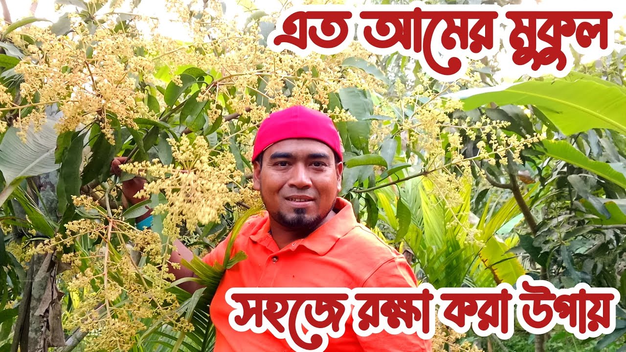 আমের মুকুল রক্ষা করা সহজ উপায় 