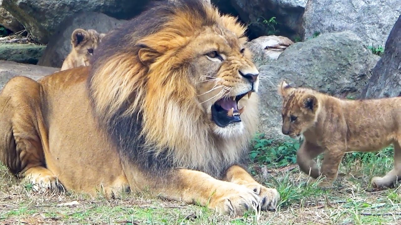 Lion Dad’s Roar? Cubs Charging to Play with Earth! 🦁💖