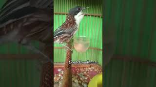 Download Lagu suara burung cendet matahari #birds #kicaumania #cendet MP3