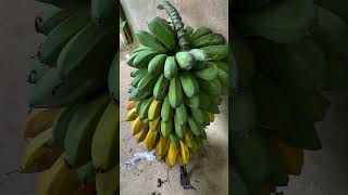 GUINEOS MAJONCHOS  plátano macho en El Salvador