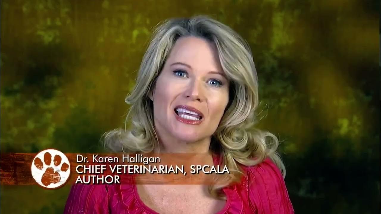 Dogs 101 pointer ENG YouTube