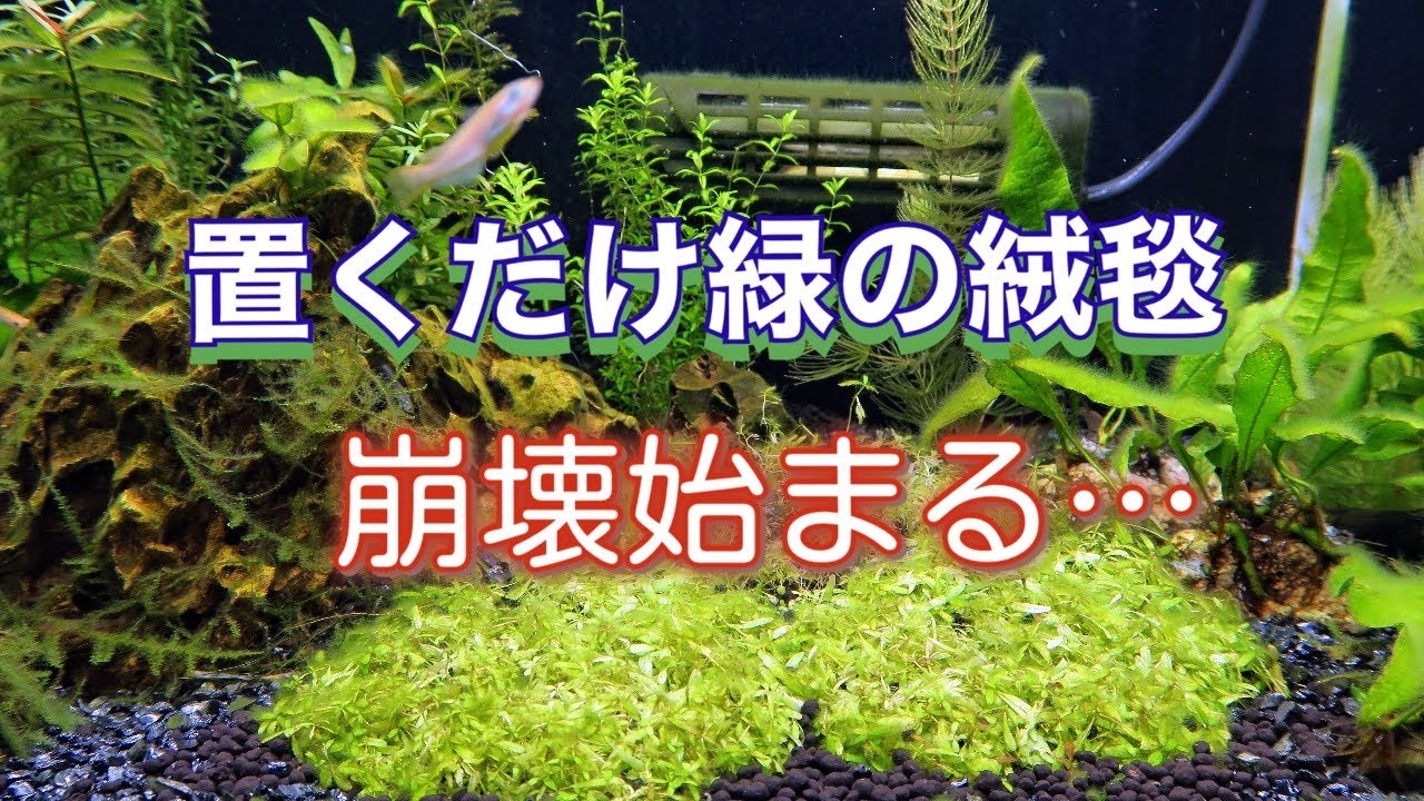 アクアリウム 置くだけの楽々な緑の絨毯システム崩壊が始まる 初心者メダカ水槽 24 Youtube
