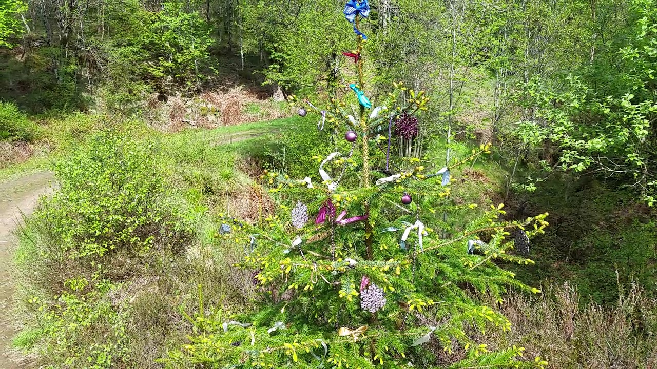 Christmas in May in Craigvinean Forest