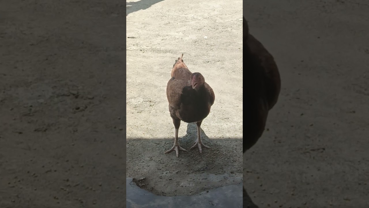 Hen Sound To Attract Rooster | 100% Guaranteed 🐓