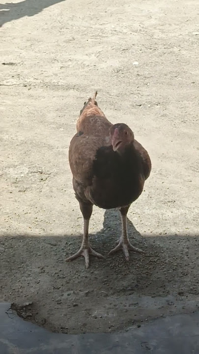 Suara Ayam untuk Menarik Ayam Jantan | Dijamin 100% 🐓
