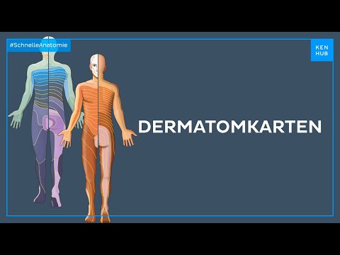 Dermatomkarten - Anatomie einfach erklärt | Kenhub