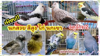 อัปเดตราคานก นกสวย สีสูง จตุจักร มีนบุรี ร้านPK Birds Farm จัดส่งได้ทั่วประเทศ