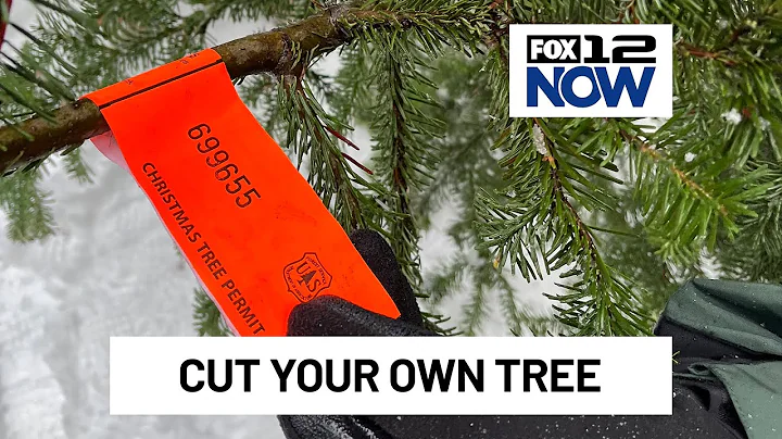 Cut your own Christmas tree on Mt. Hood