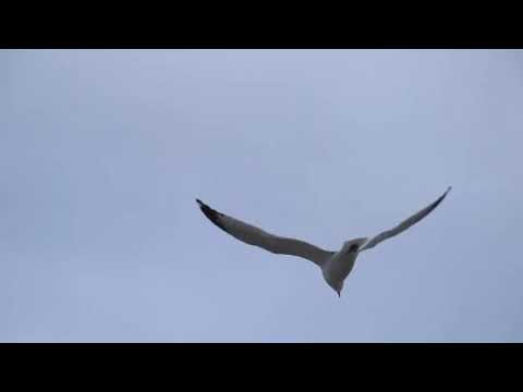 اوكا واورتيجا وأحمد شيبة امتي