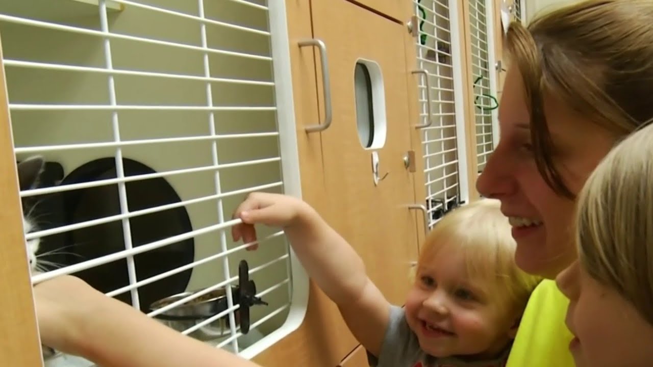 Montgomery County animal shelter at max capacity - YouTube
