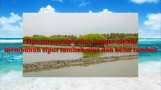 Tips Membasmi Hama Tambak Secara Total