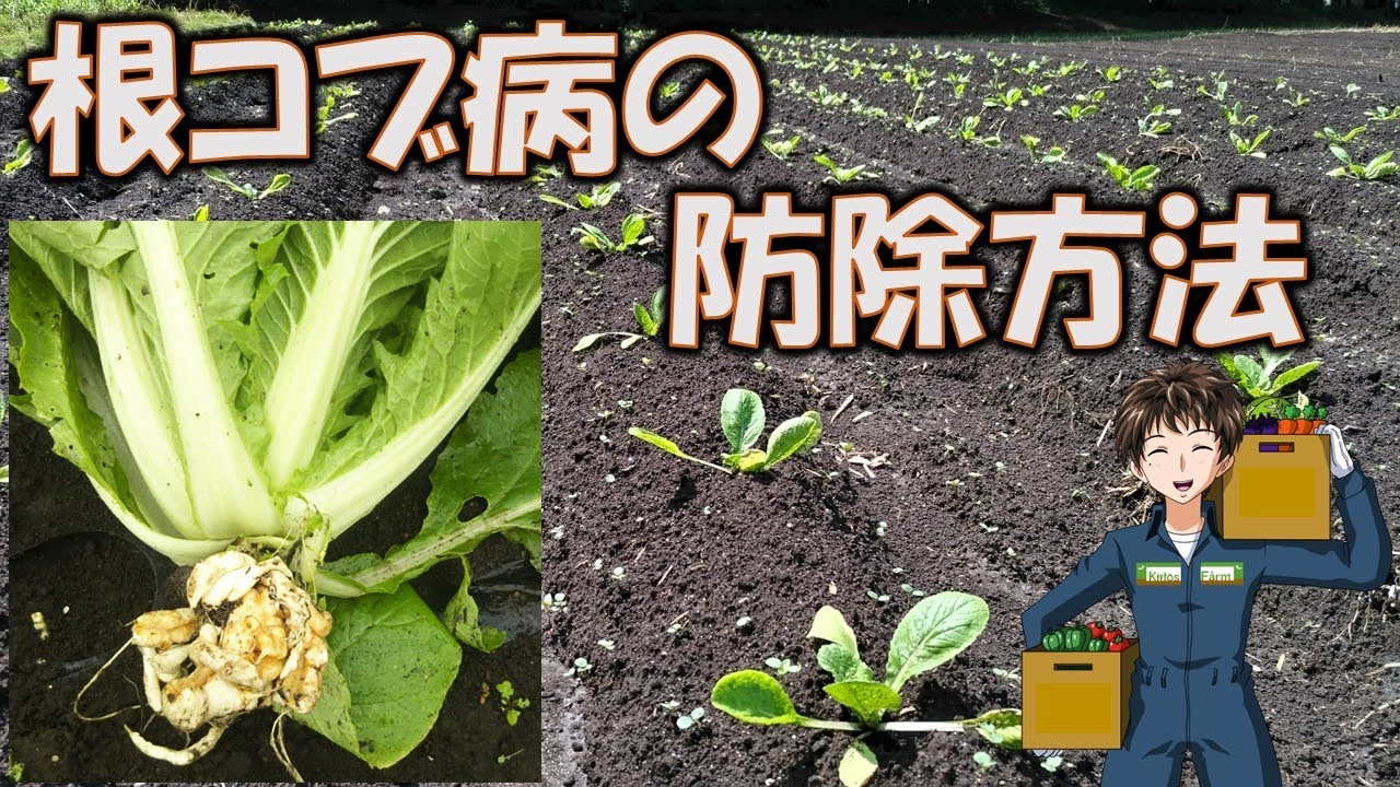 【根コブ病の防除方法】病原菌は土の中で最長20年生存するらしい。 - YouTube