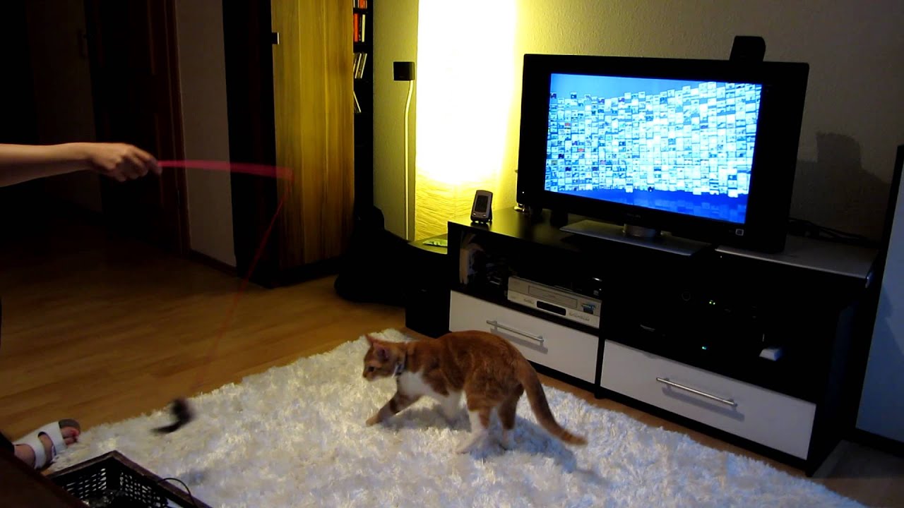 Katze Gizmo spielt