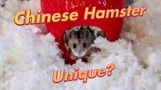 What Makes the Chinese Hamster Different?