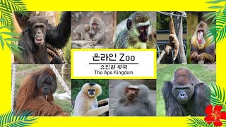 침팬지/Chimpanzee/チンパンジー/ลิงชิมแปนซี