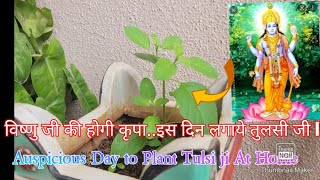 तुलसी का पौधा किस दिन लगाना चाहिए /Which Day to Plant Tulsi at Home.Best day to plant Tulsi at Home