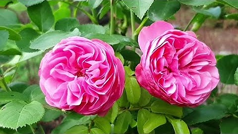 ماتيسر من سورة الفاتحة وسورة مريم #القرآن