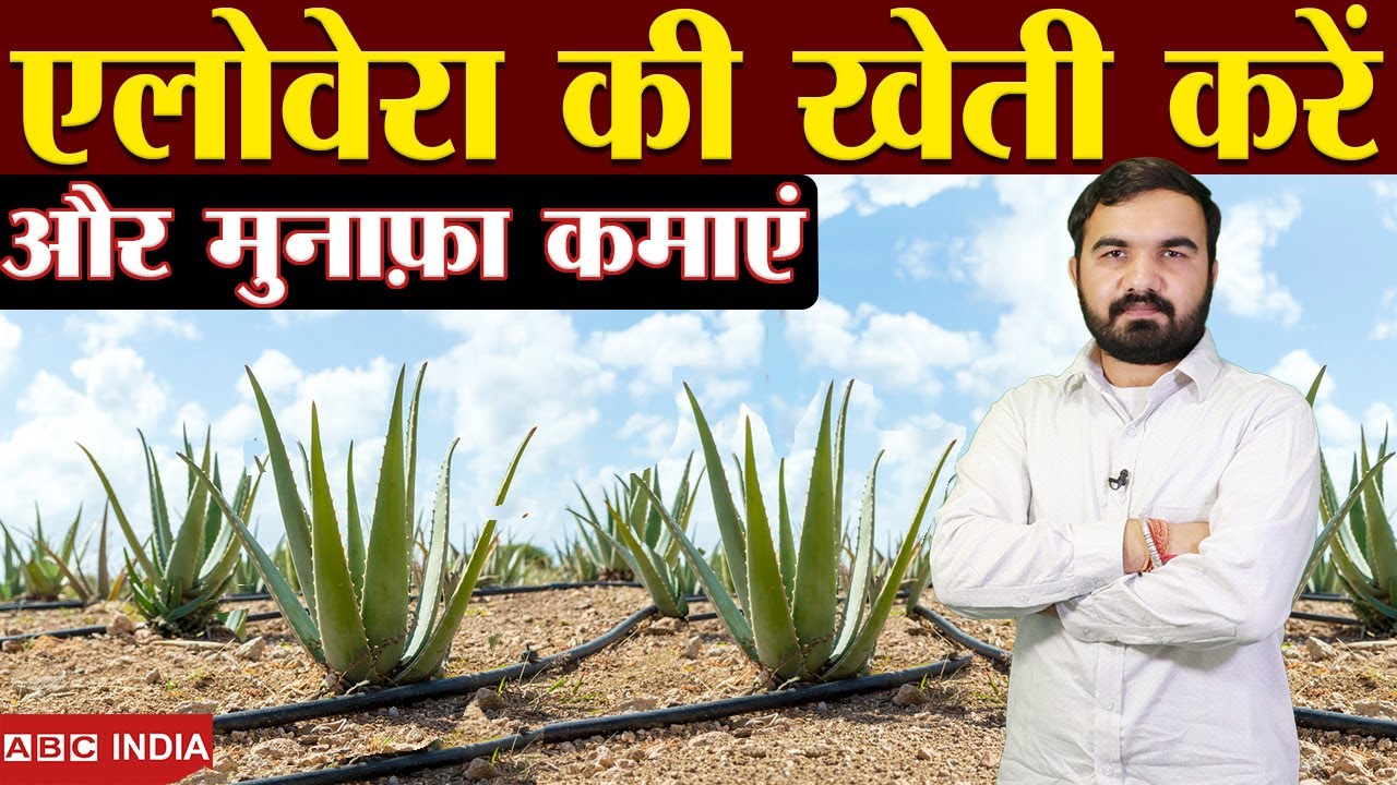 Aloe vera farming एलोवेरा की खेती aloevera ki kheti aloe vera gel