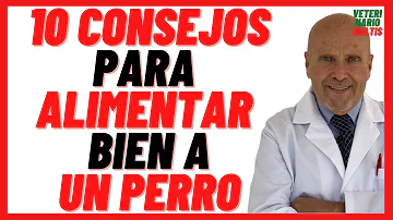 ¿Cuál es la comida perfecta para un perro?