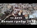 Сбор белых грибов на даче 2018