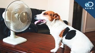 How To Protect Your Pet From Summer Heat!