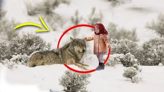 Ciężarna wilczyca przygarnęła małą dziewczynkę. Chwilę później stało się coś niespodziewanego