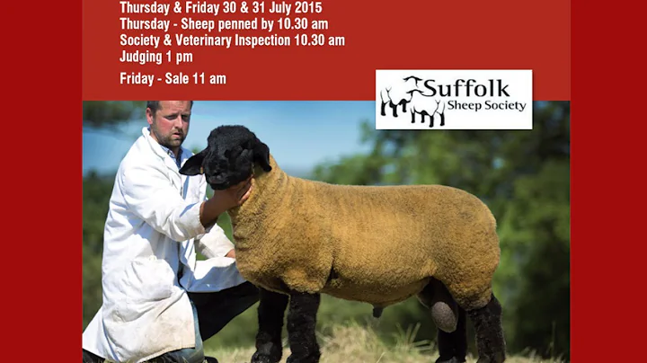 Suffolk Ram Lamb Stirling Sale (top 16 prices) July31st 2015